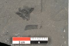 Foto (Detailansicht) von Dictyophyllum obtusilobum Sch. (NHMW-GEO-2024-0188-10505)